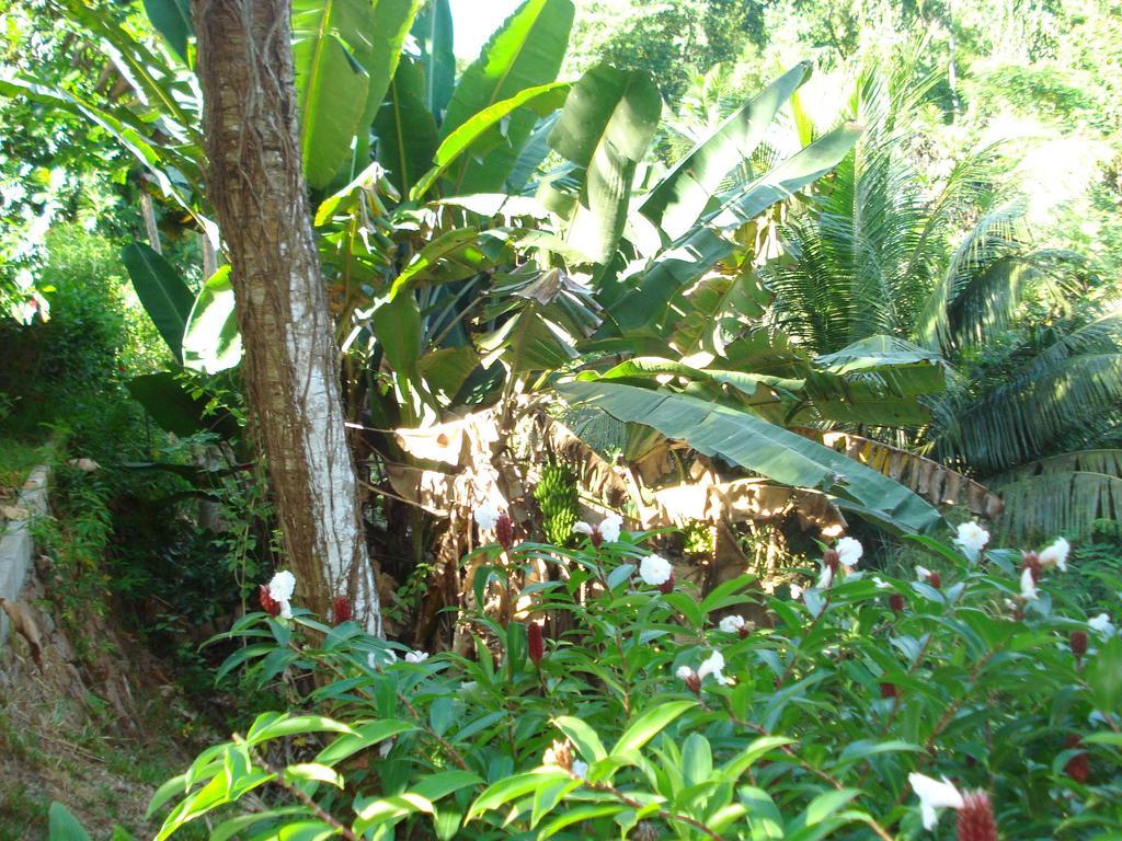 Cote Sud - Unique Villa & Bungalows Intendance Road Takamaka Bilik gambar
